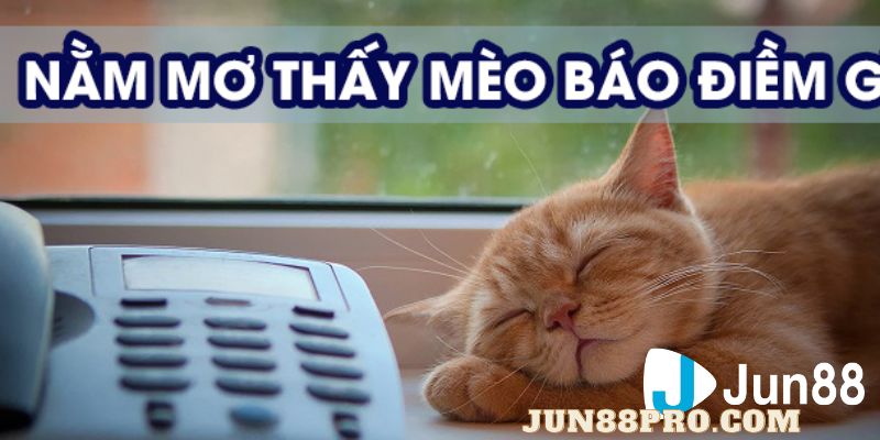 nằm mơ thấy mèo đánh số mấy