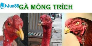 gà mồng trích