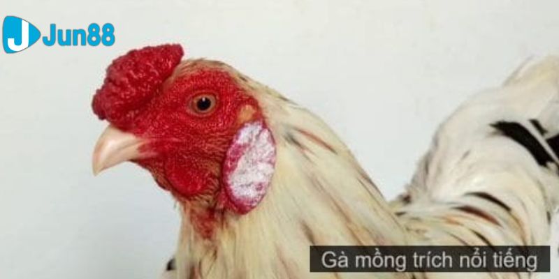 gà mồng trích