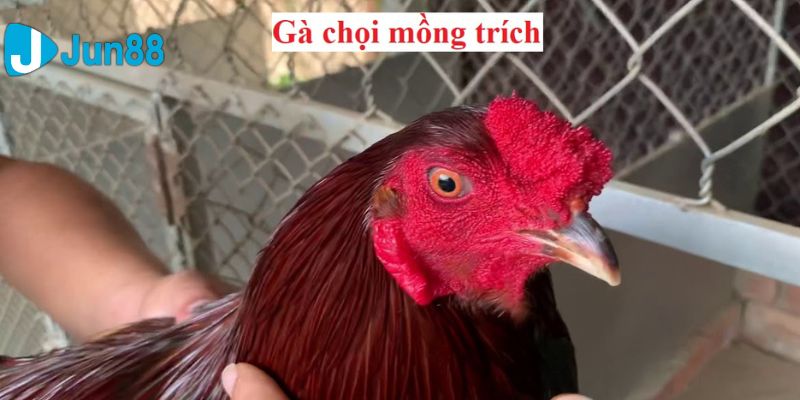 gà mồng trích