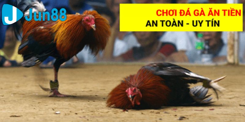 luật đá gà 3 miền